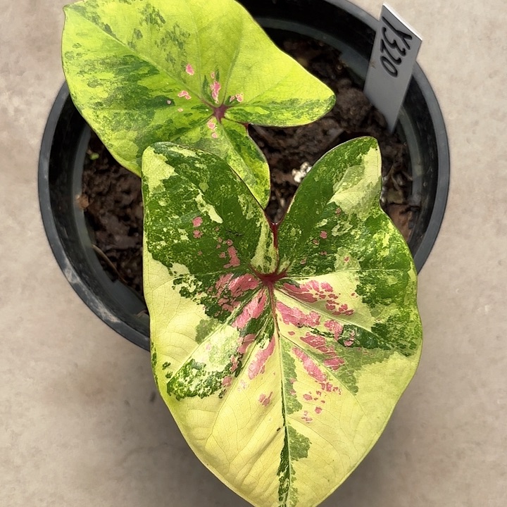 320-0214月亮宝石彩叶芋广东现货