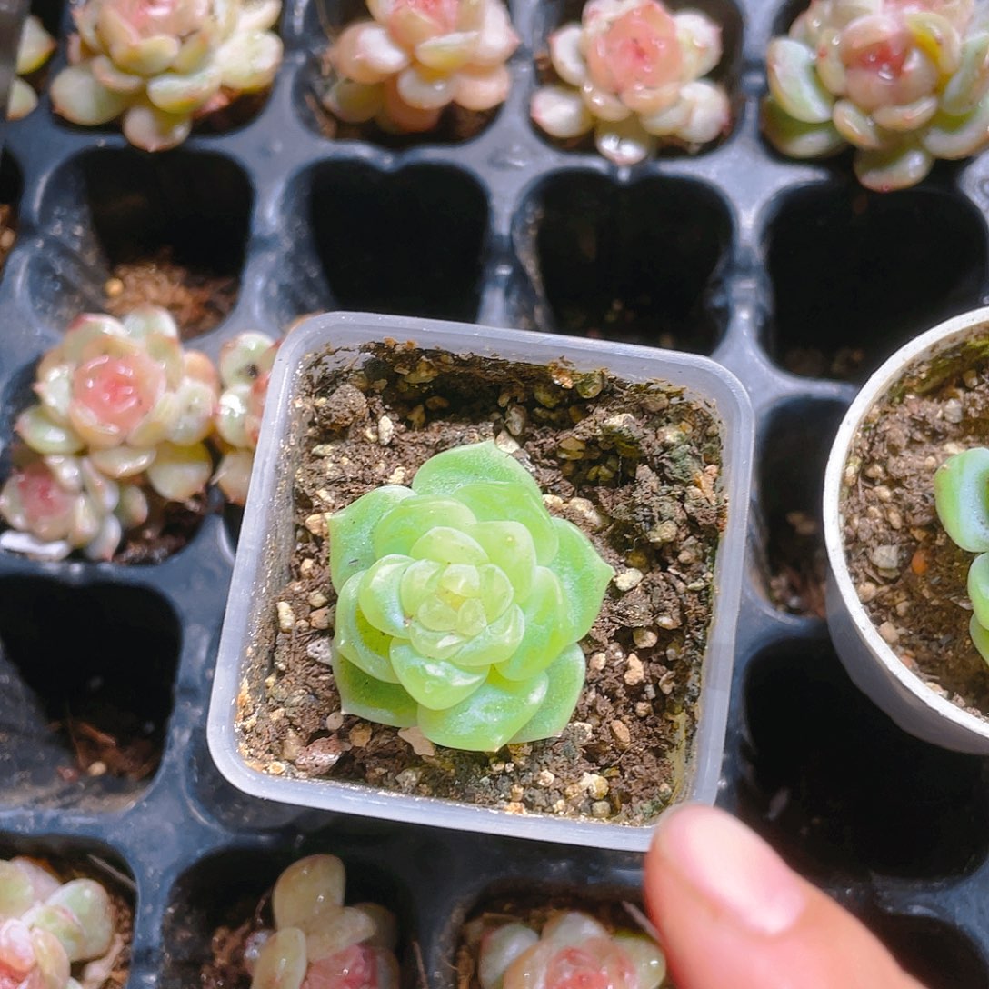 G****y泼天状态中苗盆一个满25包邮