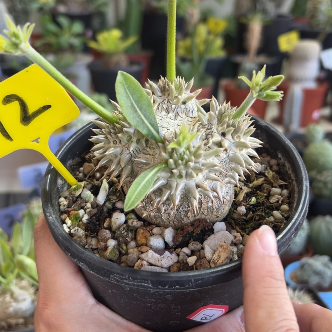 惠比大黑带盆1111111111