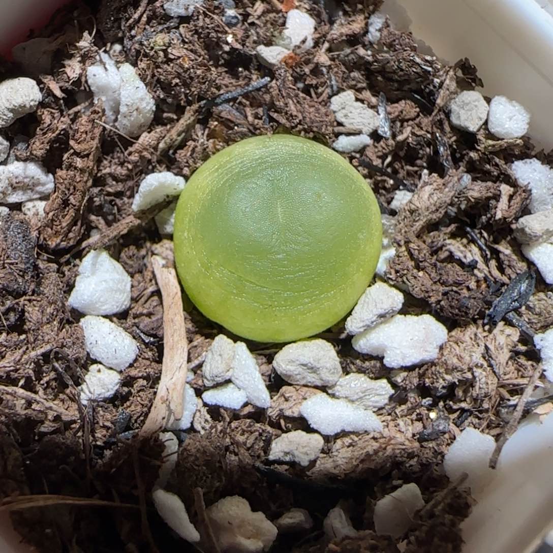 一**晚肉锥多肉植物百科-1184