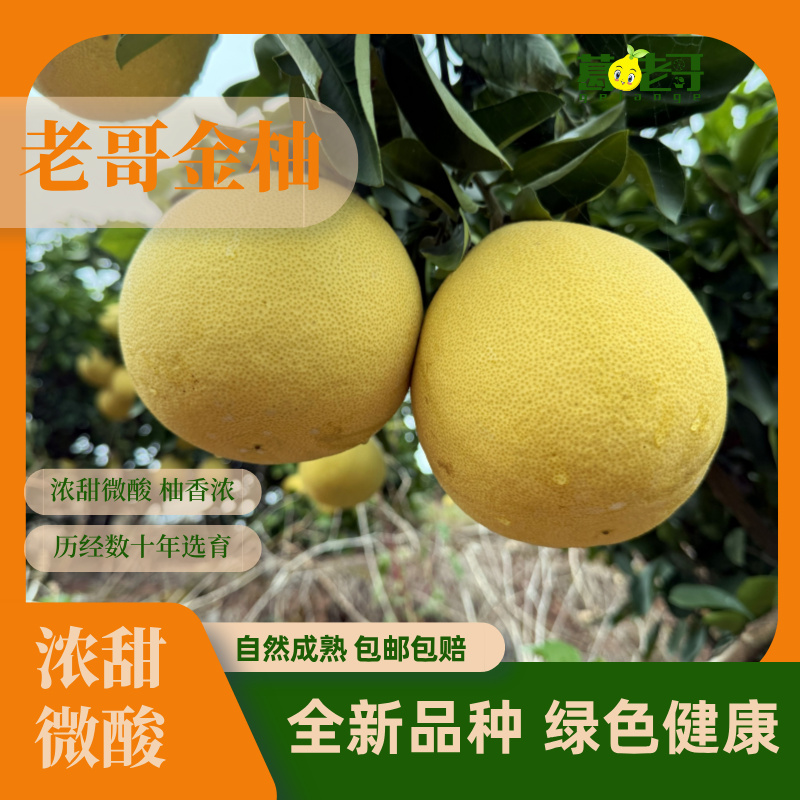 葛老哥老哥金柚 新鲜应季水果 浓甜微酸  好剥 大多有花皮