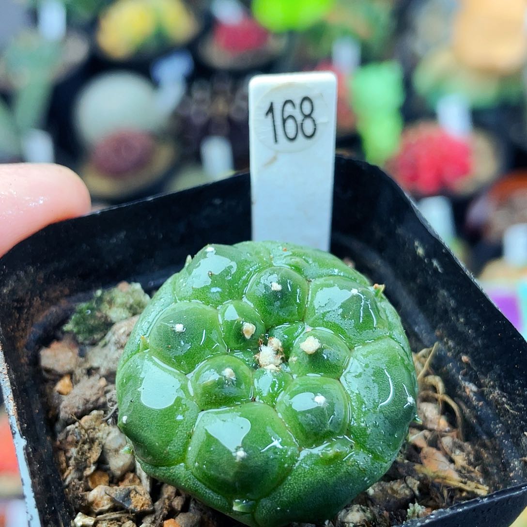 非偏远地区满25包邮仙人球