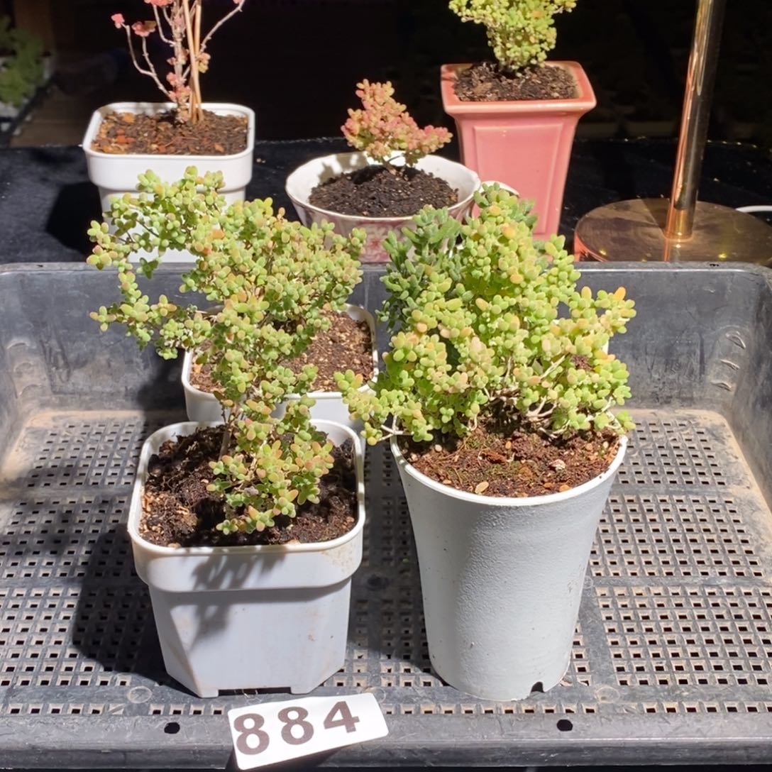 枝干番杏多肉植物884