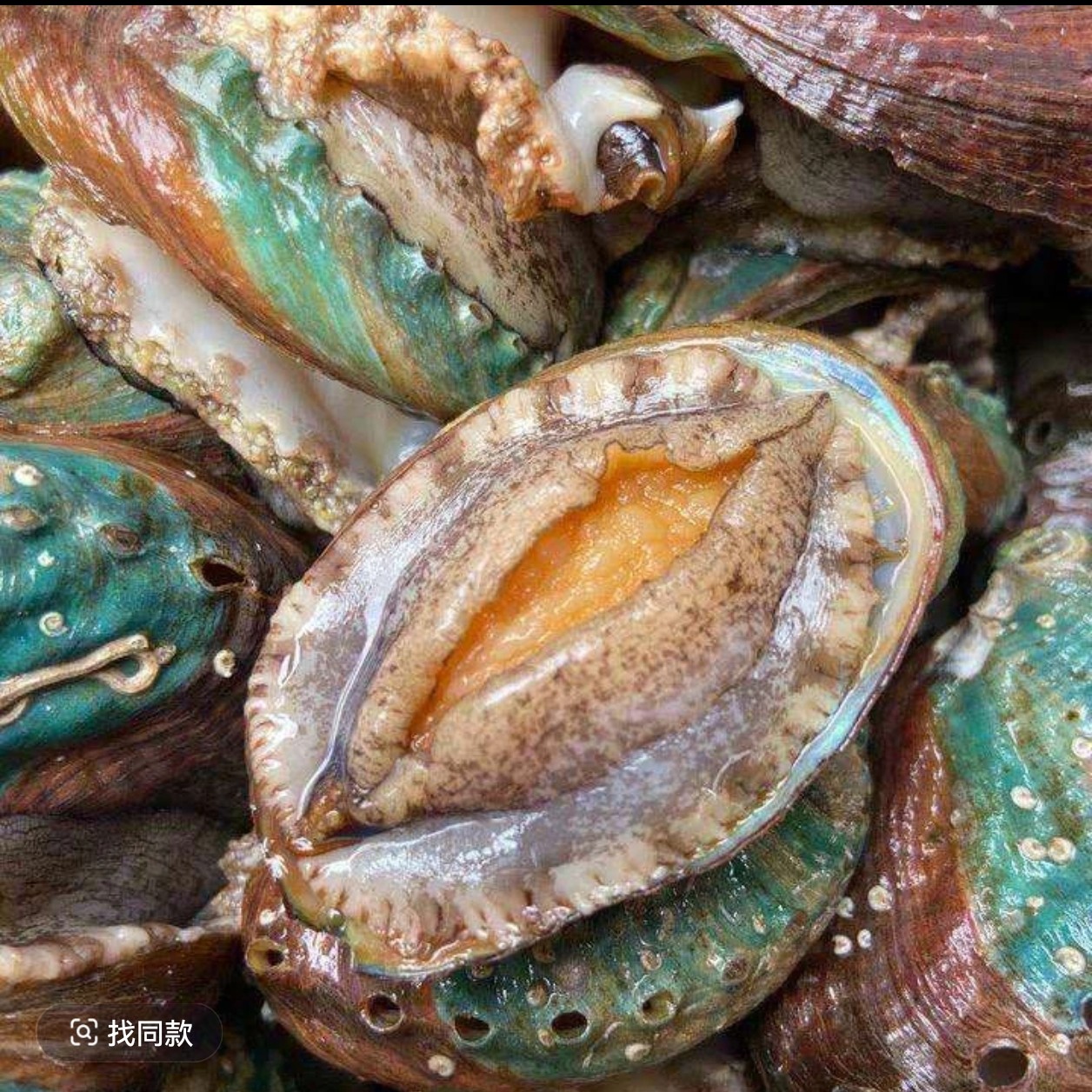 鲜活鲍鱼 全规格  煲粥、蒜蓉蒸、土豆焖、干炸