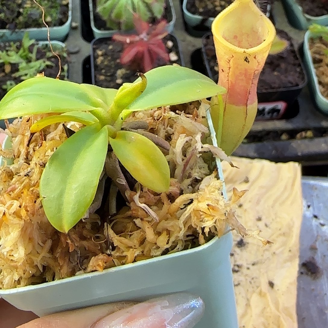 完全开放精选个体CLC