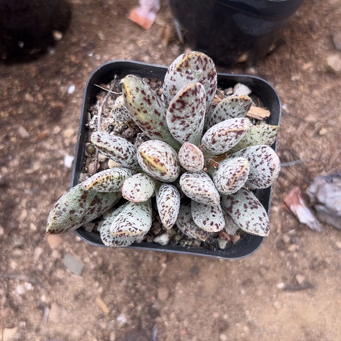 多肉植物芝麻蛋群