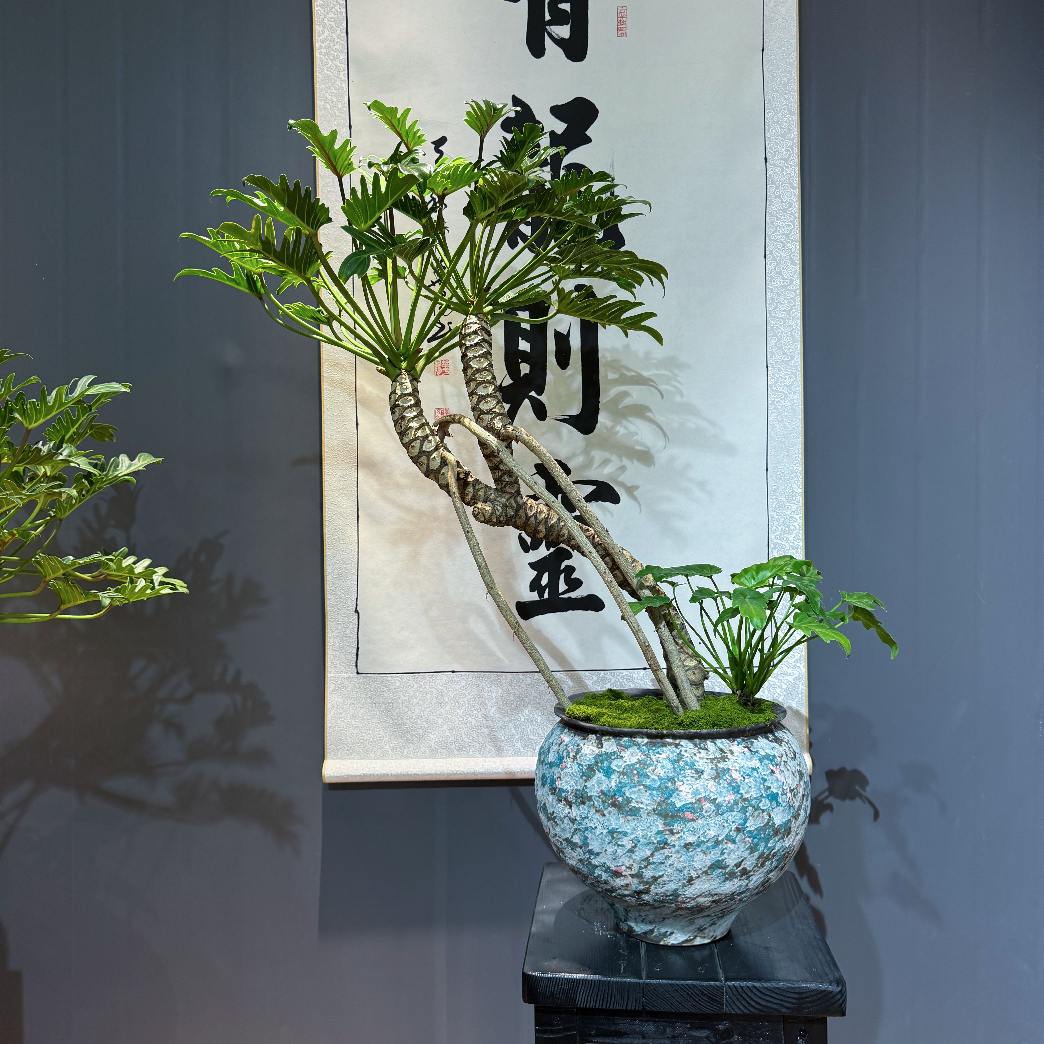 室内耐阴好养龙鳞小天使老桩绿植盆栽，增添家居高级感，浇水就行。