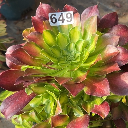 安*多肉植物一个