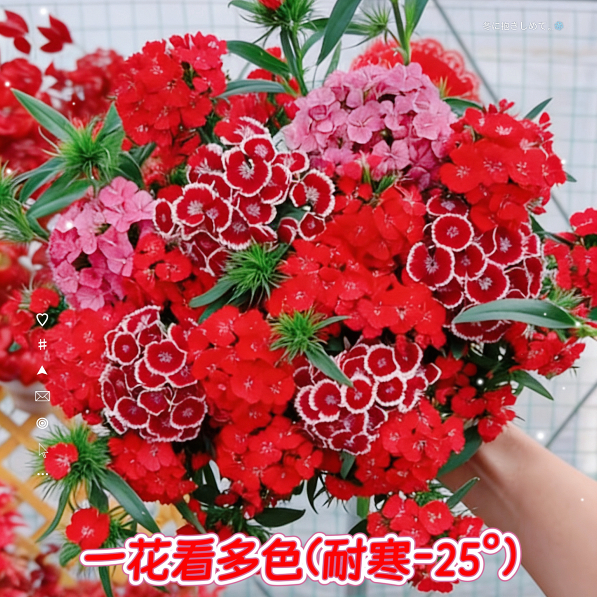 (火焰多色)石竹花期超长一年开花300多天耐热耐寒庭院景观阳台