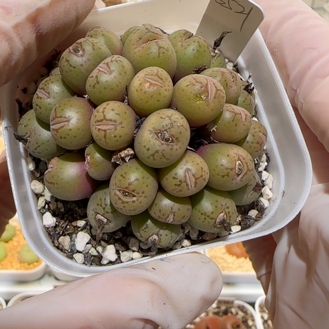 肉锥多肉植物百科2-有疤1779