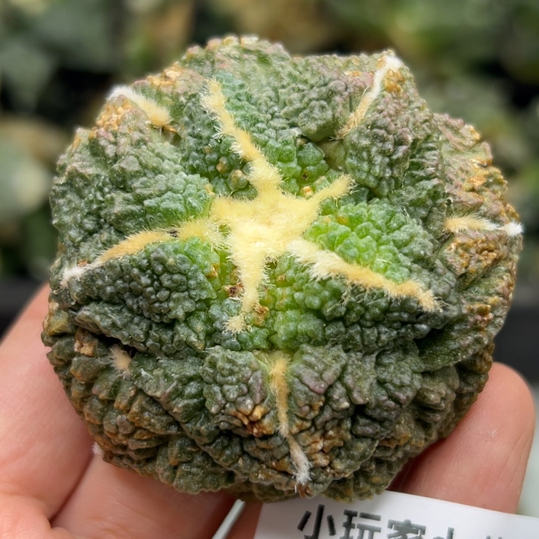 169 仙人球的比赛将于