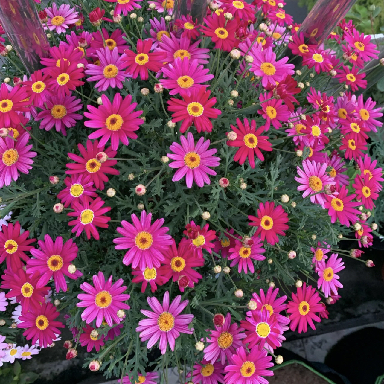 红色精灵玛格丽特菊花盆栽多年生易爆花新手易养护