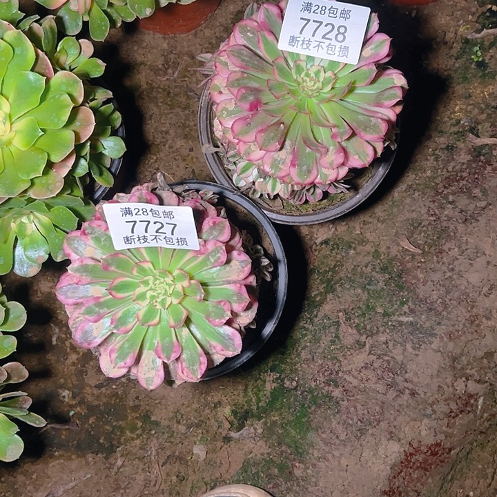 晓***院7727 7728红铜白两颗
