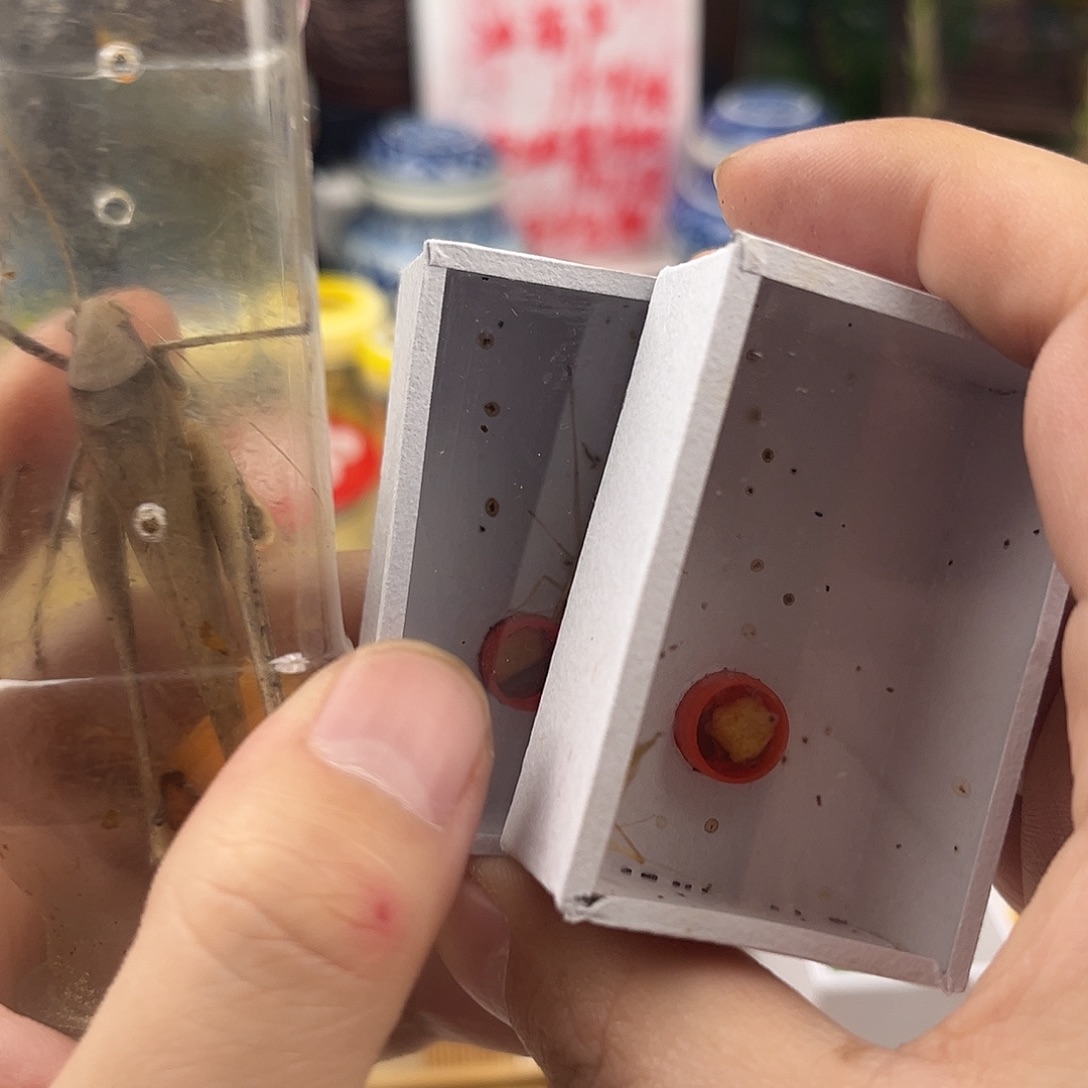 葫***子一蛙纺三竹蛉拍拍拍