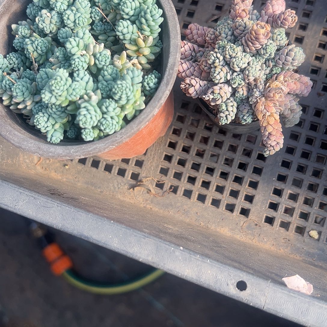 一***色旋叶姬星美人两个