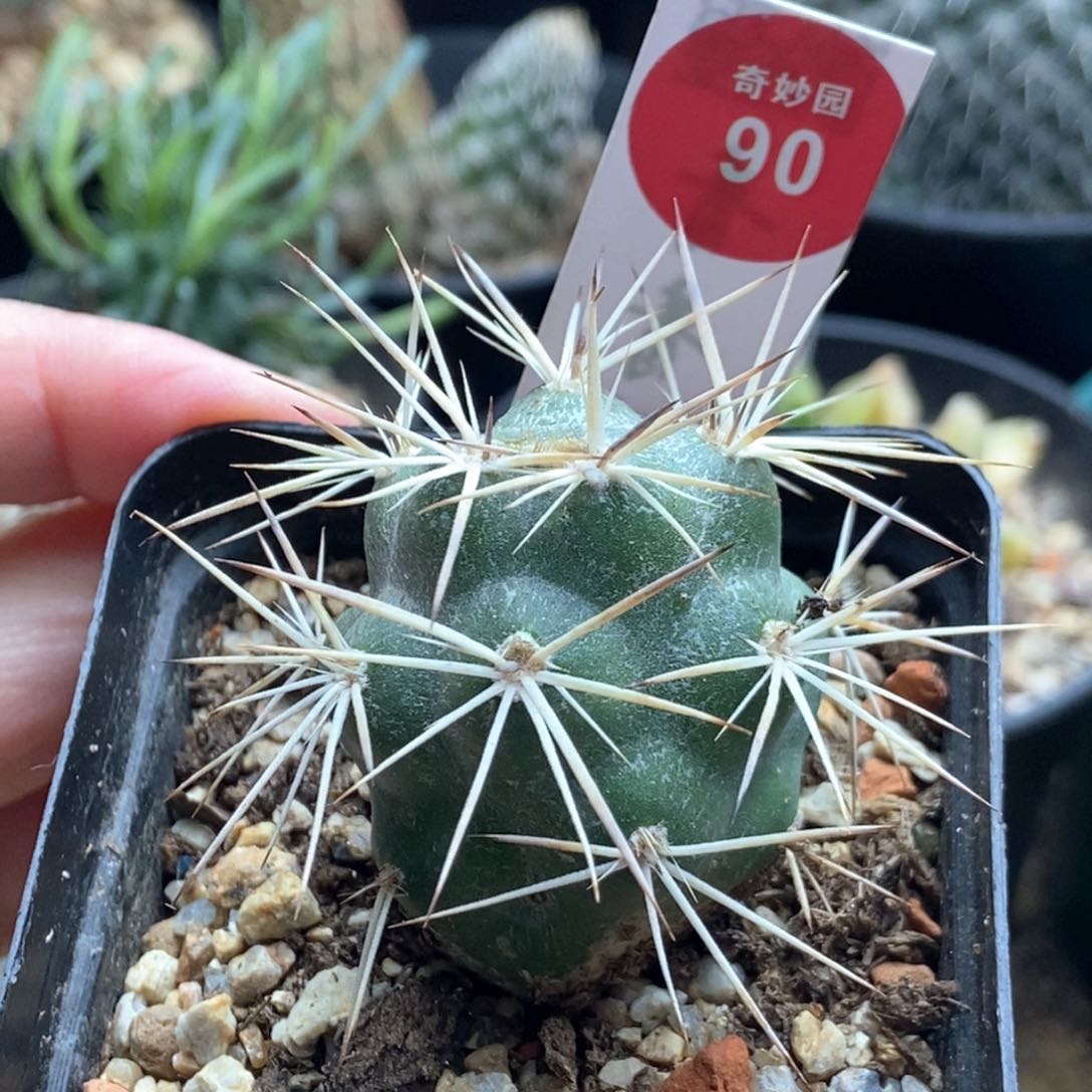 自根明暗城一棵仙人球