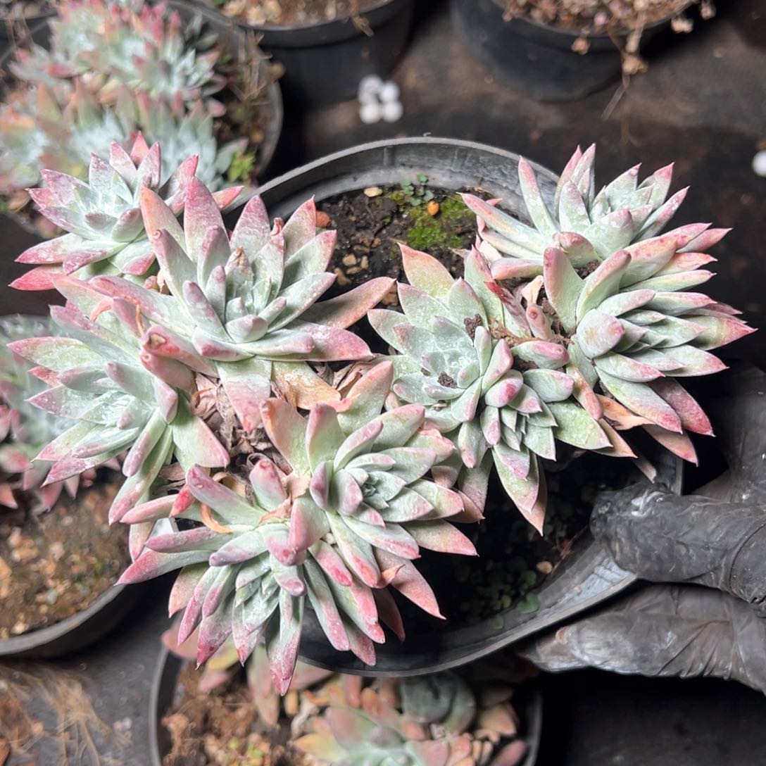 5943哈哈哈哈哈哈哈哈 