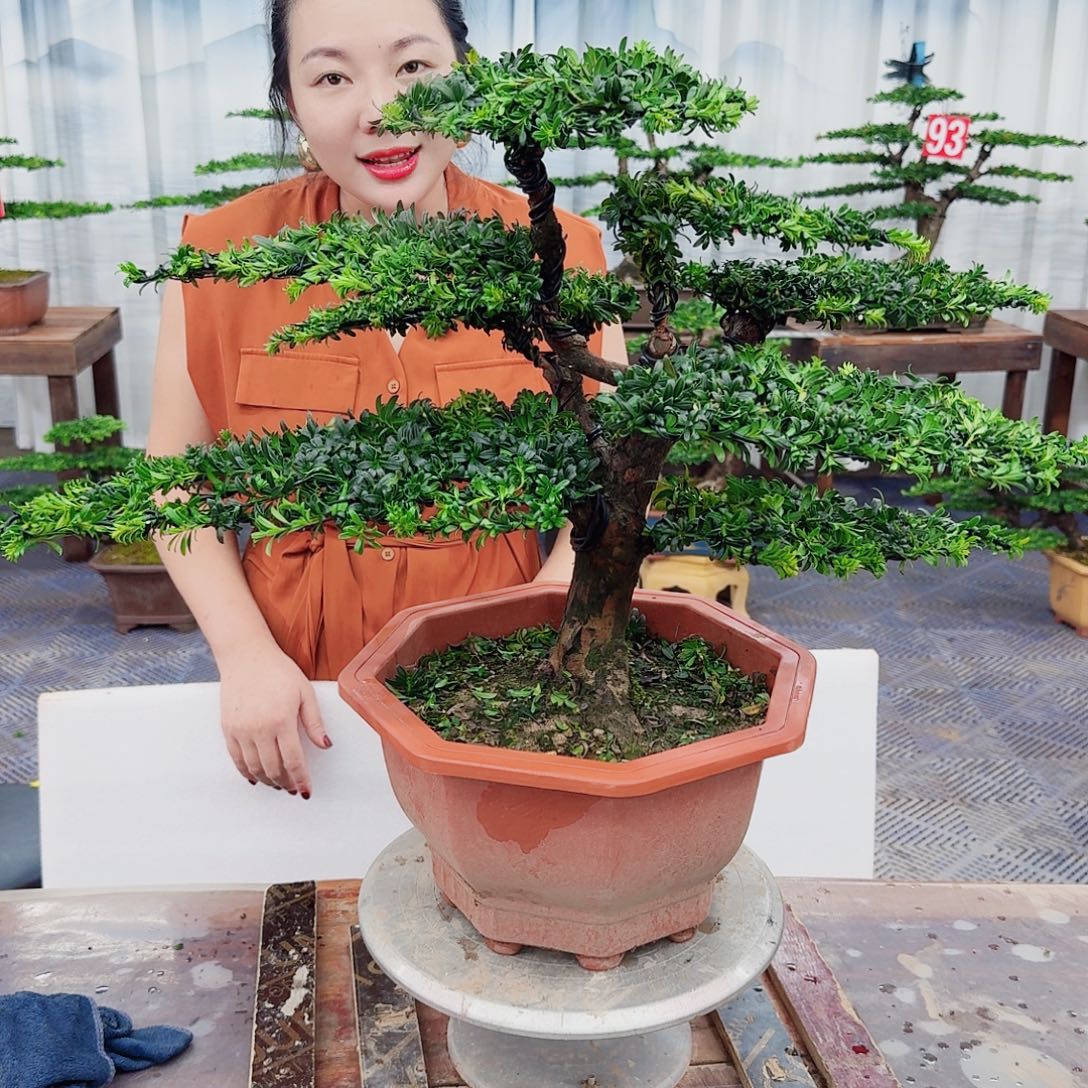 无花朵罗汉松一物一拍888