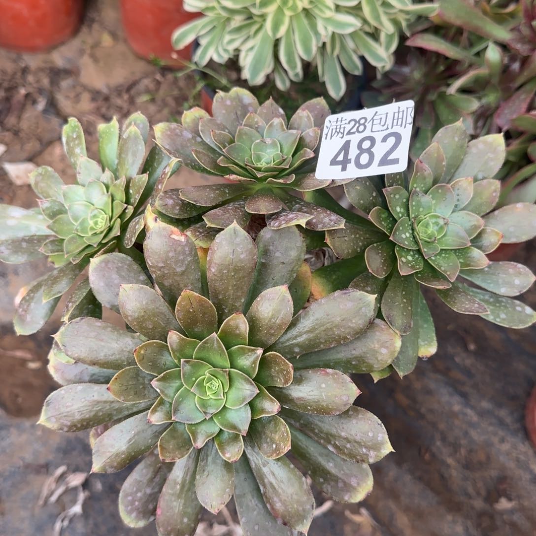 金缕多肉482满28包邮断枝不包