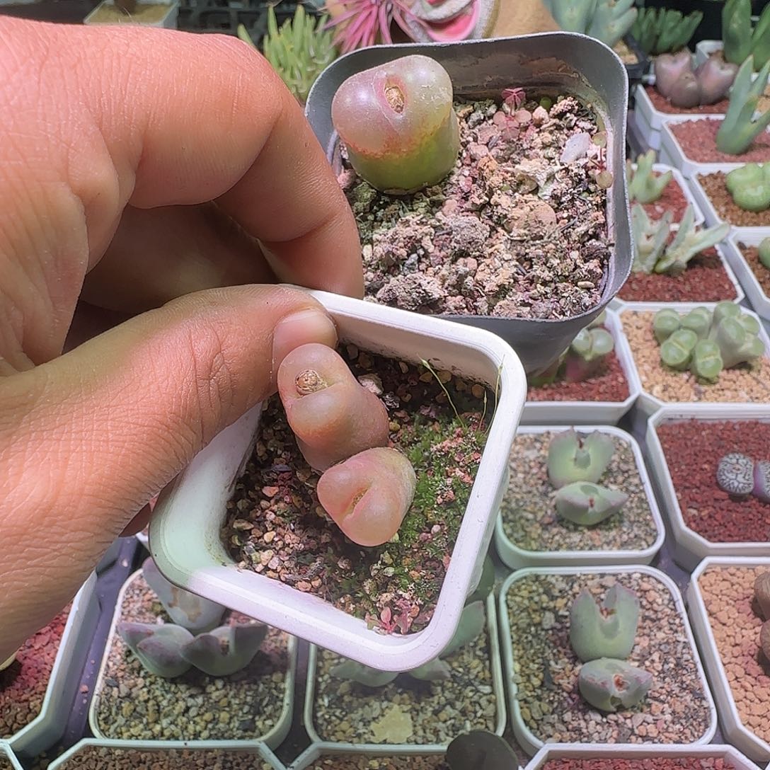 大***橘哈哈哈哈哈哈哈哈753