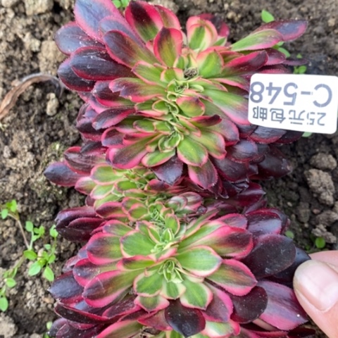 548美杜莎豹纹缀满25包邮多肉