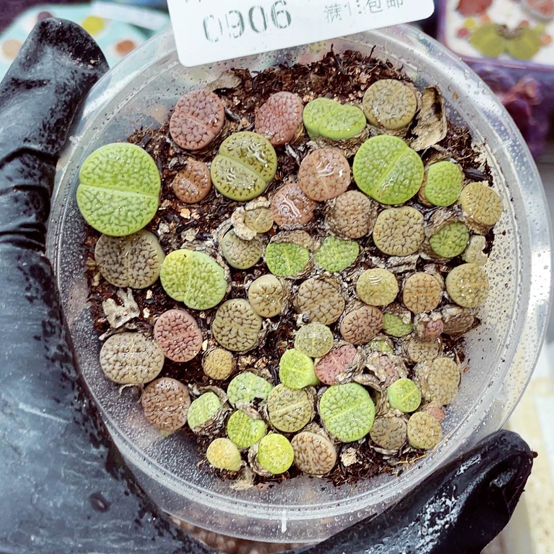 生石花18包邮0906-31