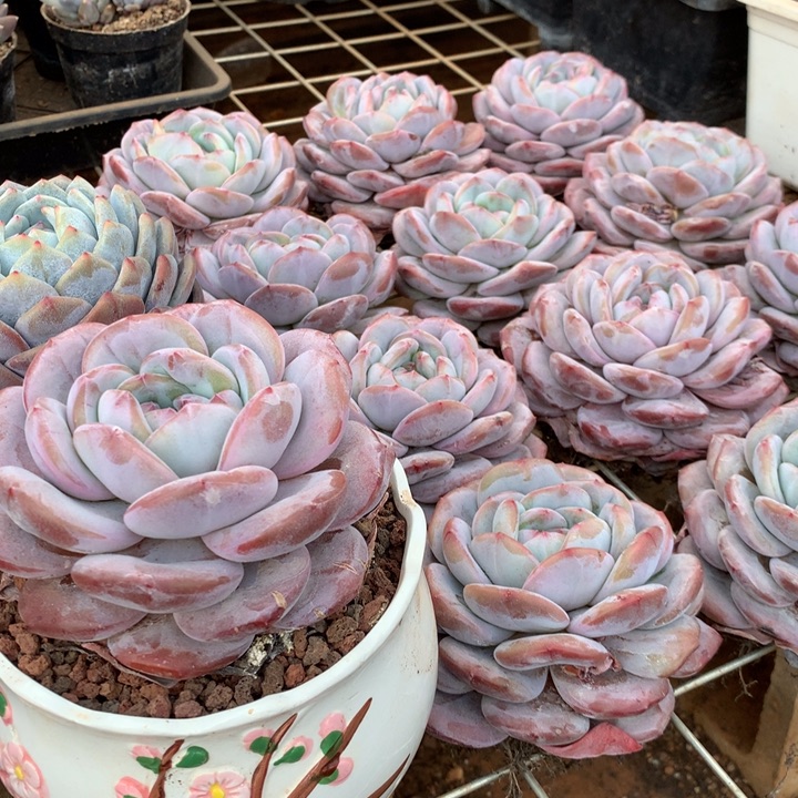 超胖体石榴籽星影橙梦露两单包邮