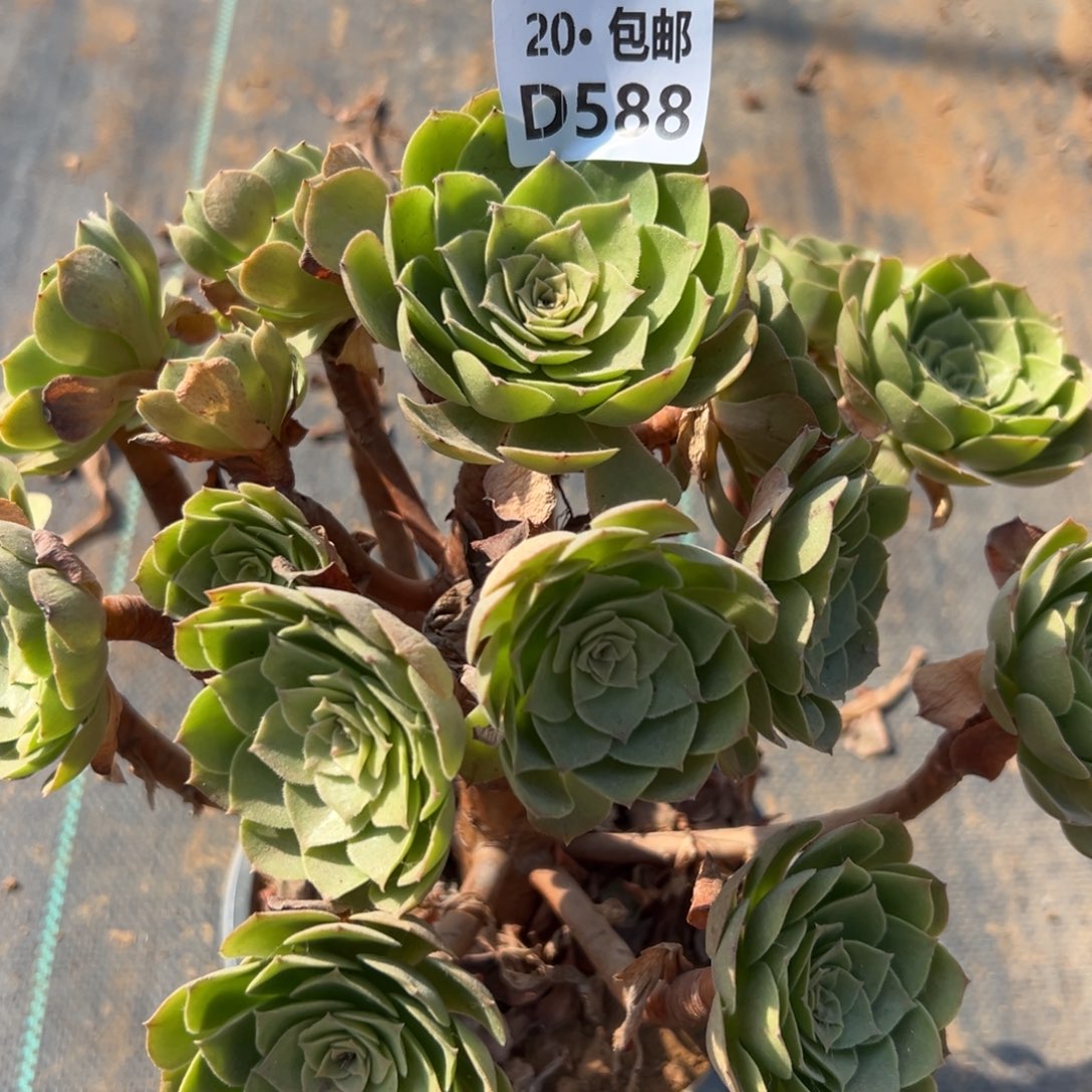 588沙拉碗，满20包邮