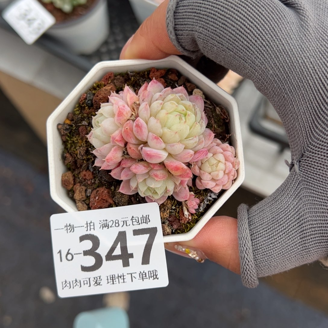 羊脂球多肉多肉多肉多多肉多肉