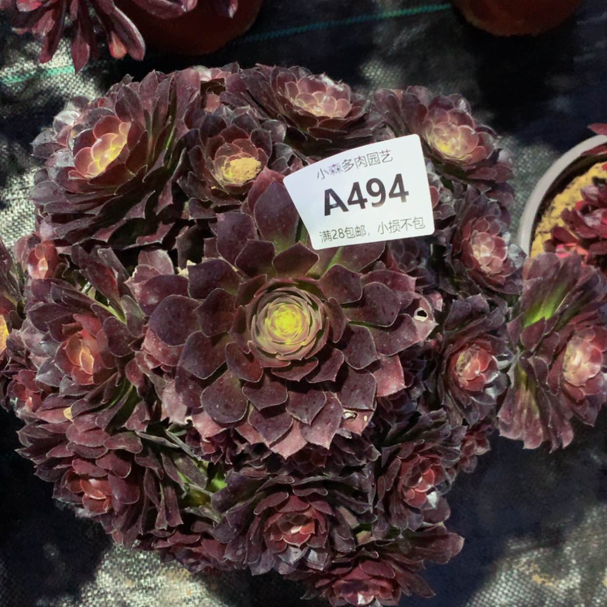 【闪购商品】494荷兰多肉