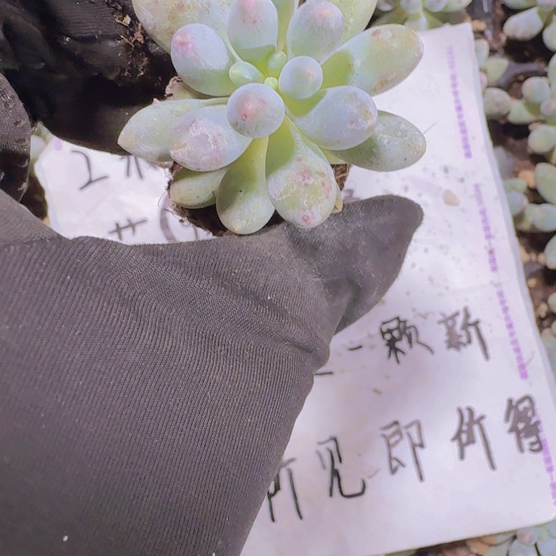 婴儿手指两米三颗