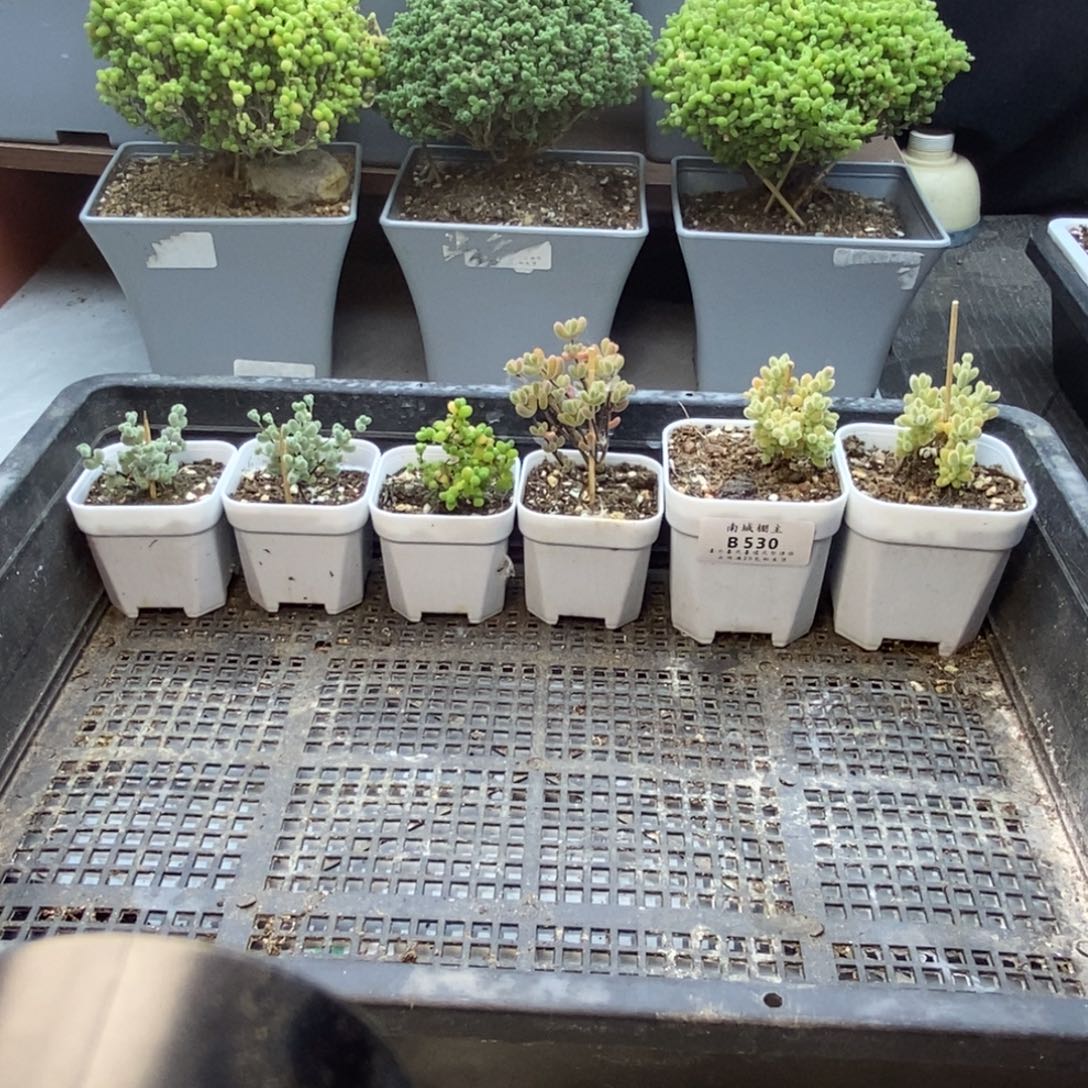 530套餐6盆枝干番杏