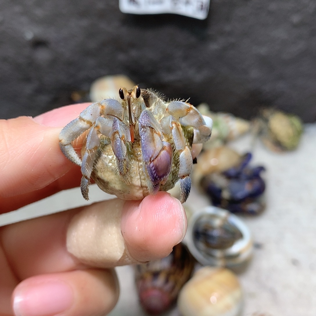 1.4口径奔跑的寄居蟹31号