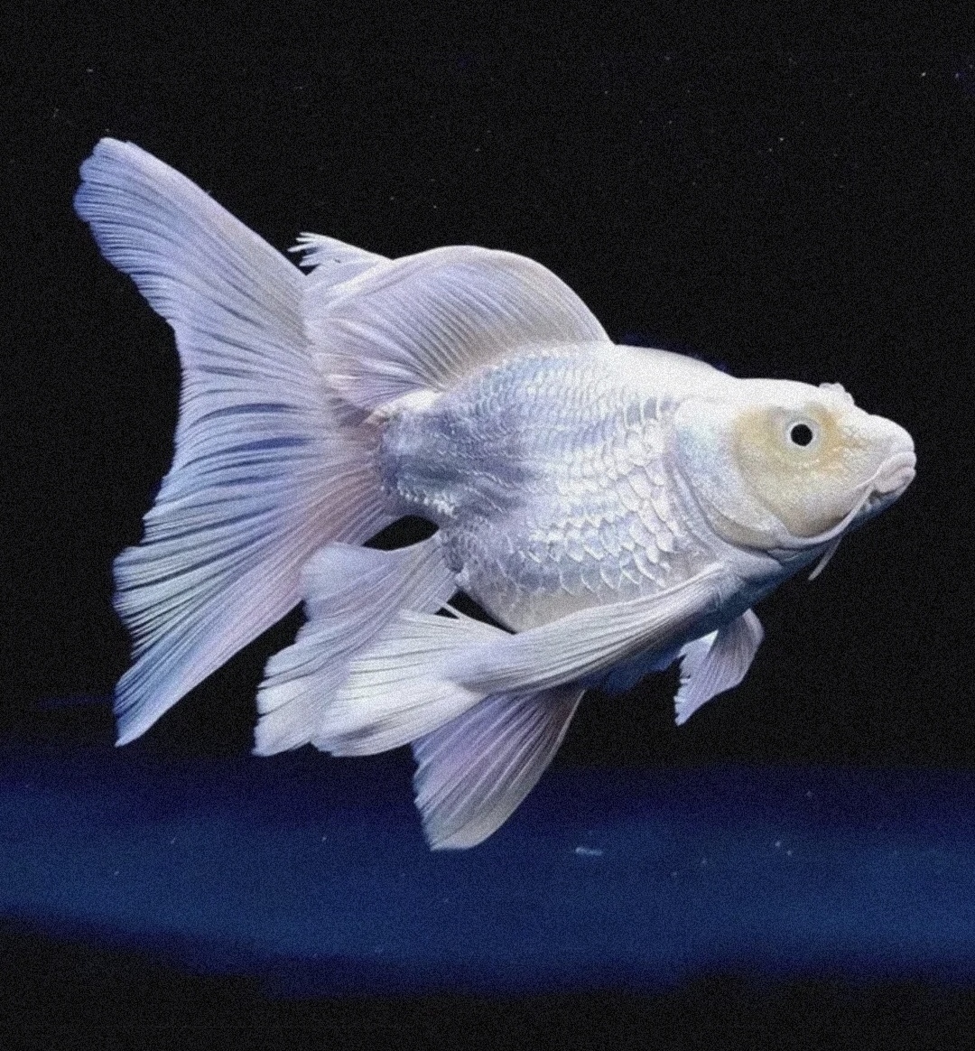 精品蝴蝶鲤4－6cm好养耐活冷水鱼