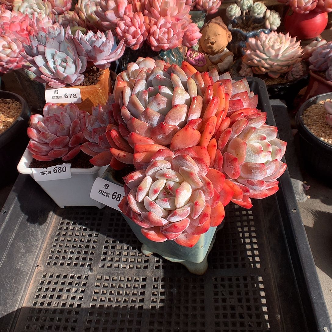 681蒙克多肉植物6666