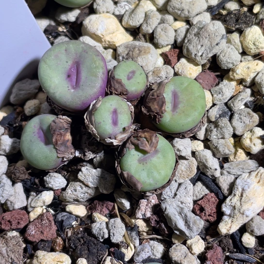 2736小红嘴植物一物一拍