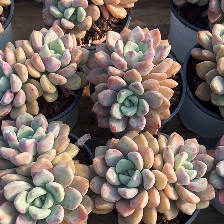 多头          花斑露