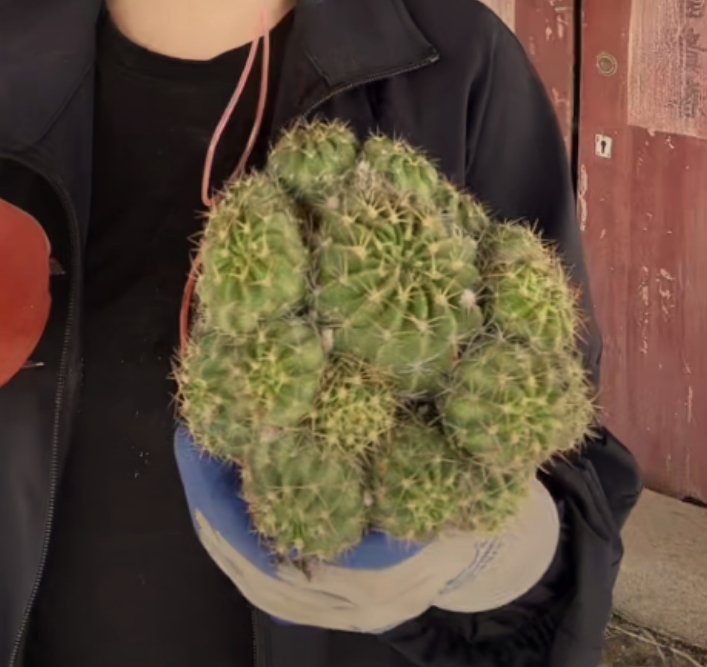 二妹园艺【 56C 自根】满18包邮仙人球默认脱土随机发货