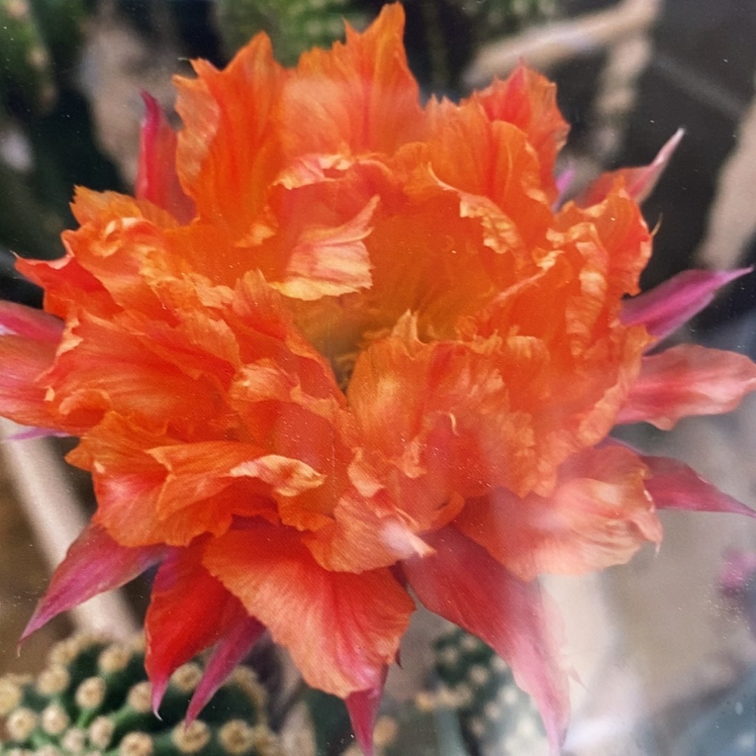 丽 江南13侧芽4-5公分