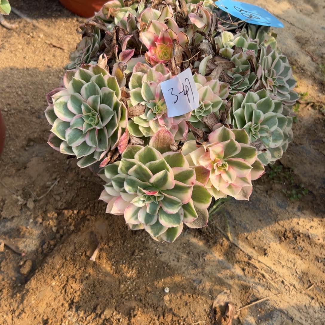 王*47西施多肉多肉炖肉