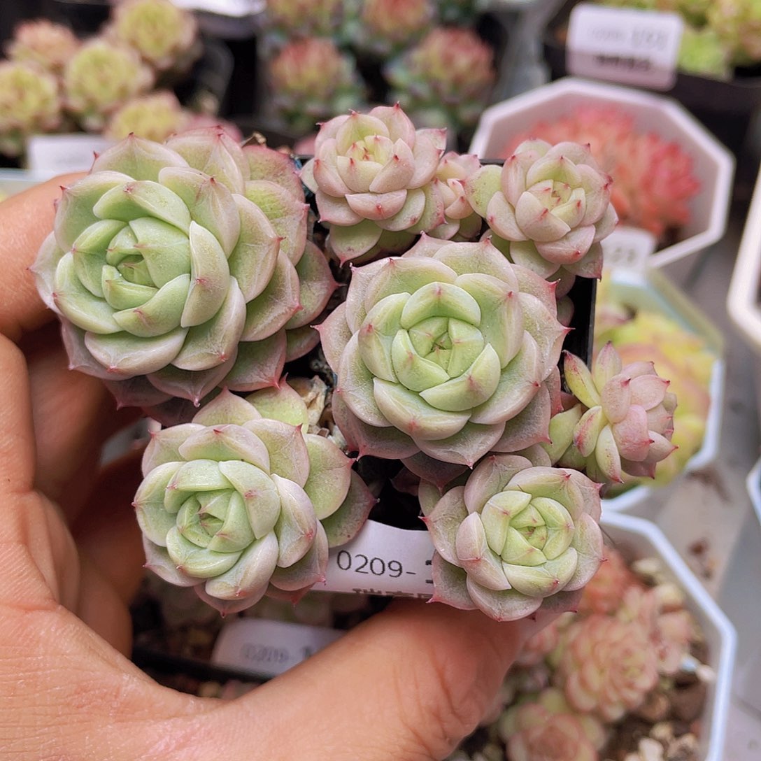 0000000000000143量拍