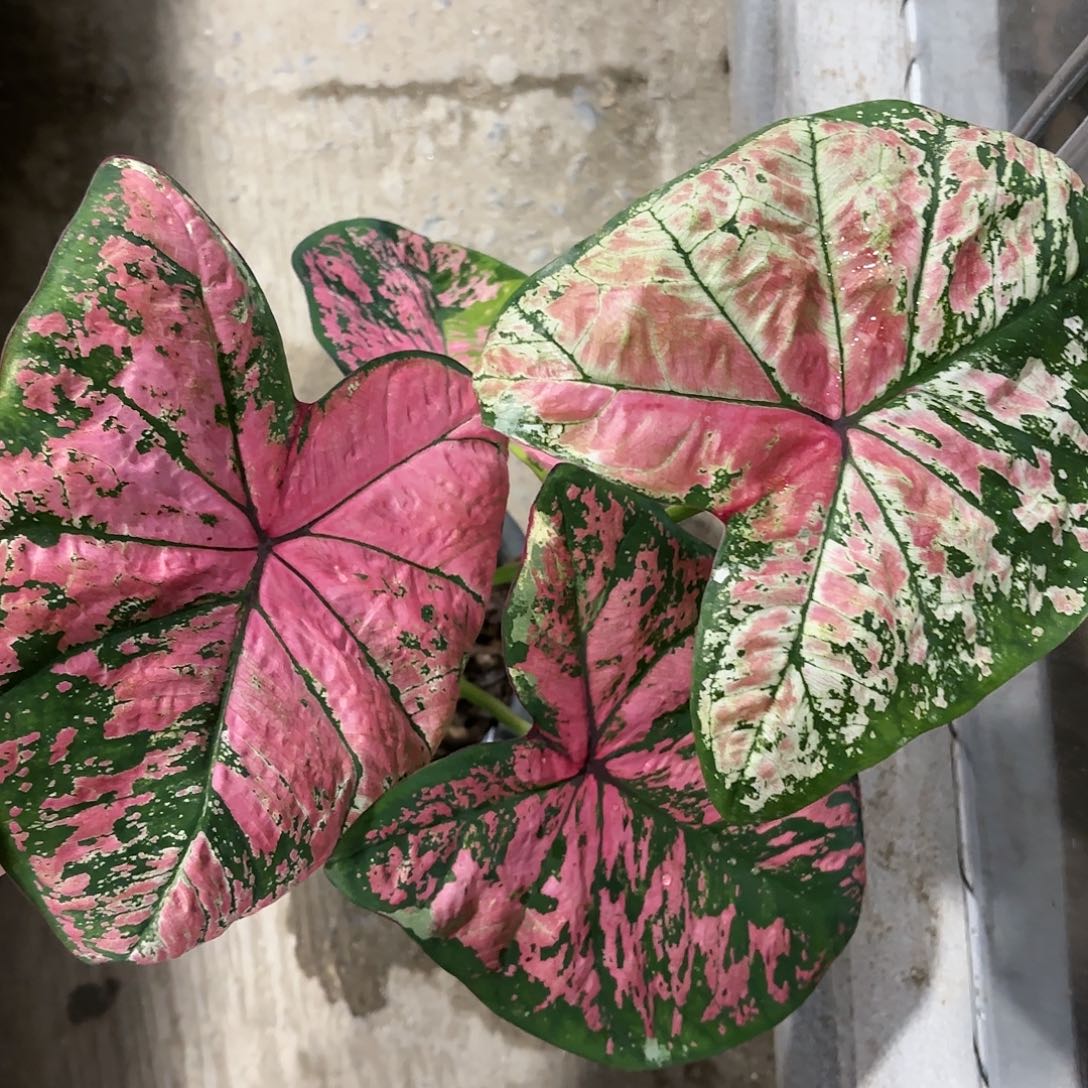 73-0120月亮宝石彩叶芋泰国发货