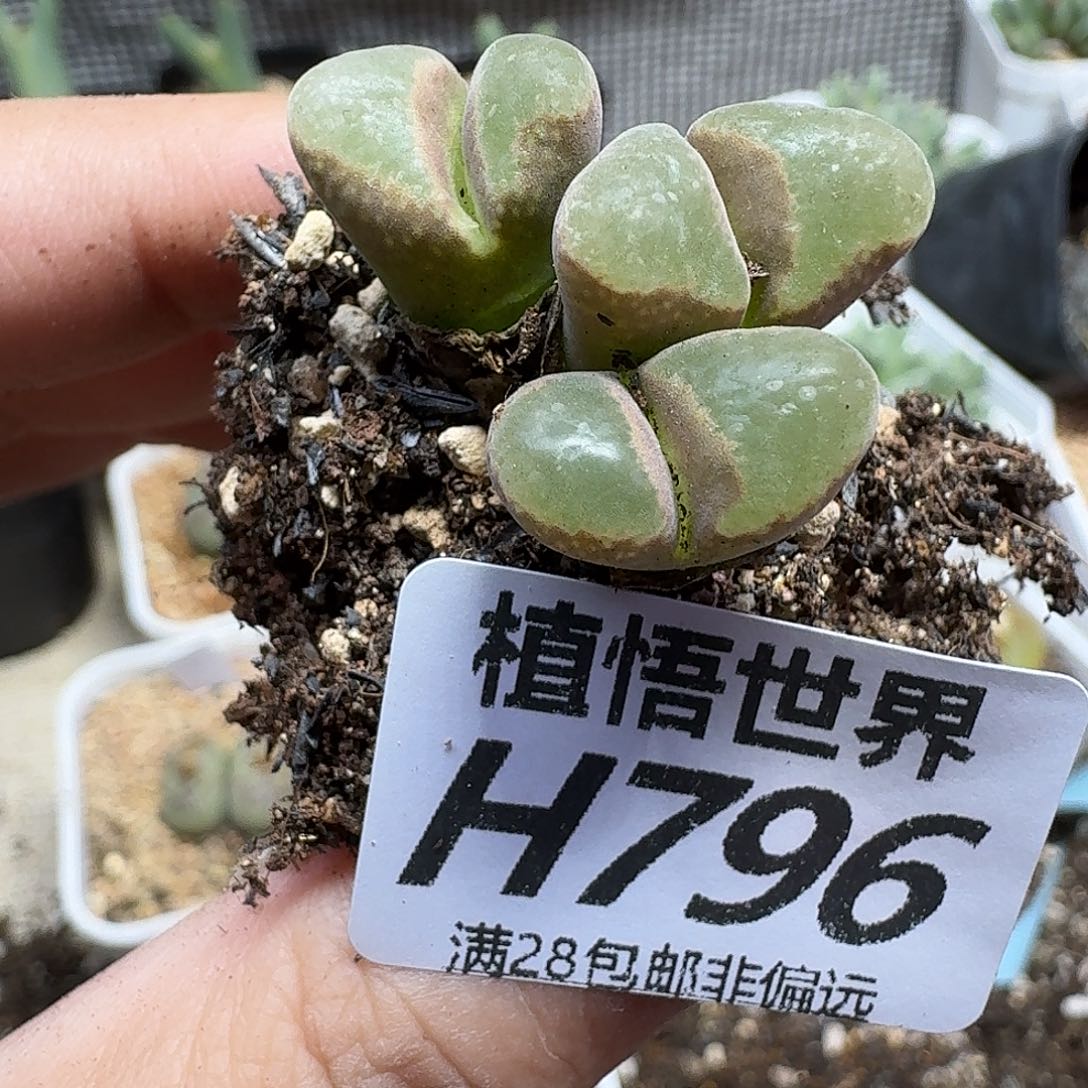 多肉植物的人啊ghbn