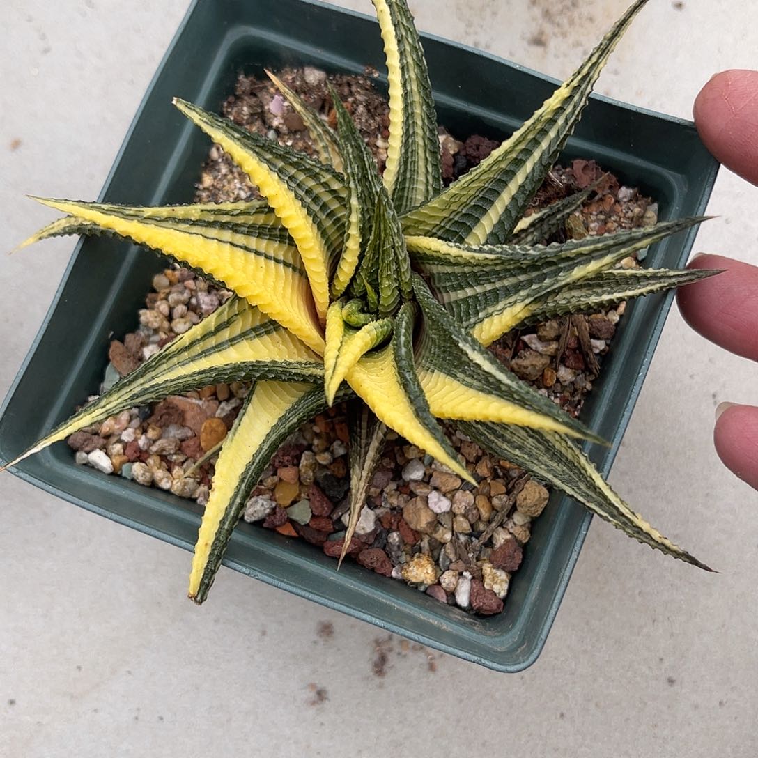 琉璃殿锦一物一拍下单包邮