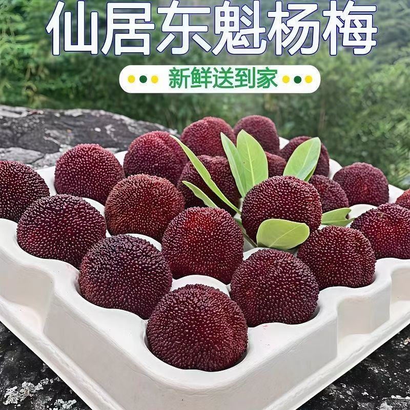 （顺丰次日达）11A特大果正宗浙江仙居东魁大杨梅杨梅皇新鲜颗粒现摘产地直发水果送礼佳选杨梅次日达浙江省