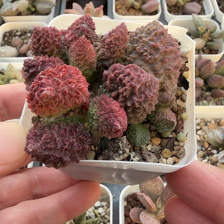 3水泡多肉植物明照