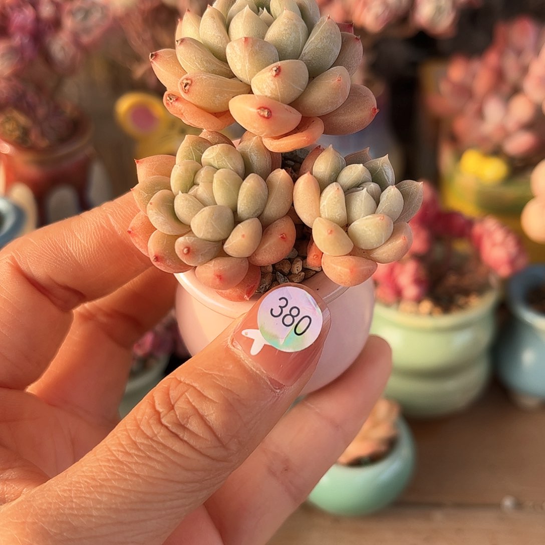 380 多肉含盆土30元包邮除偏远