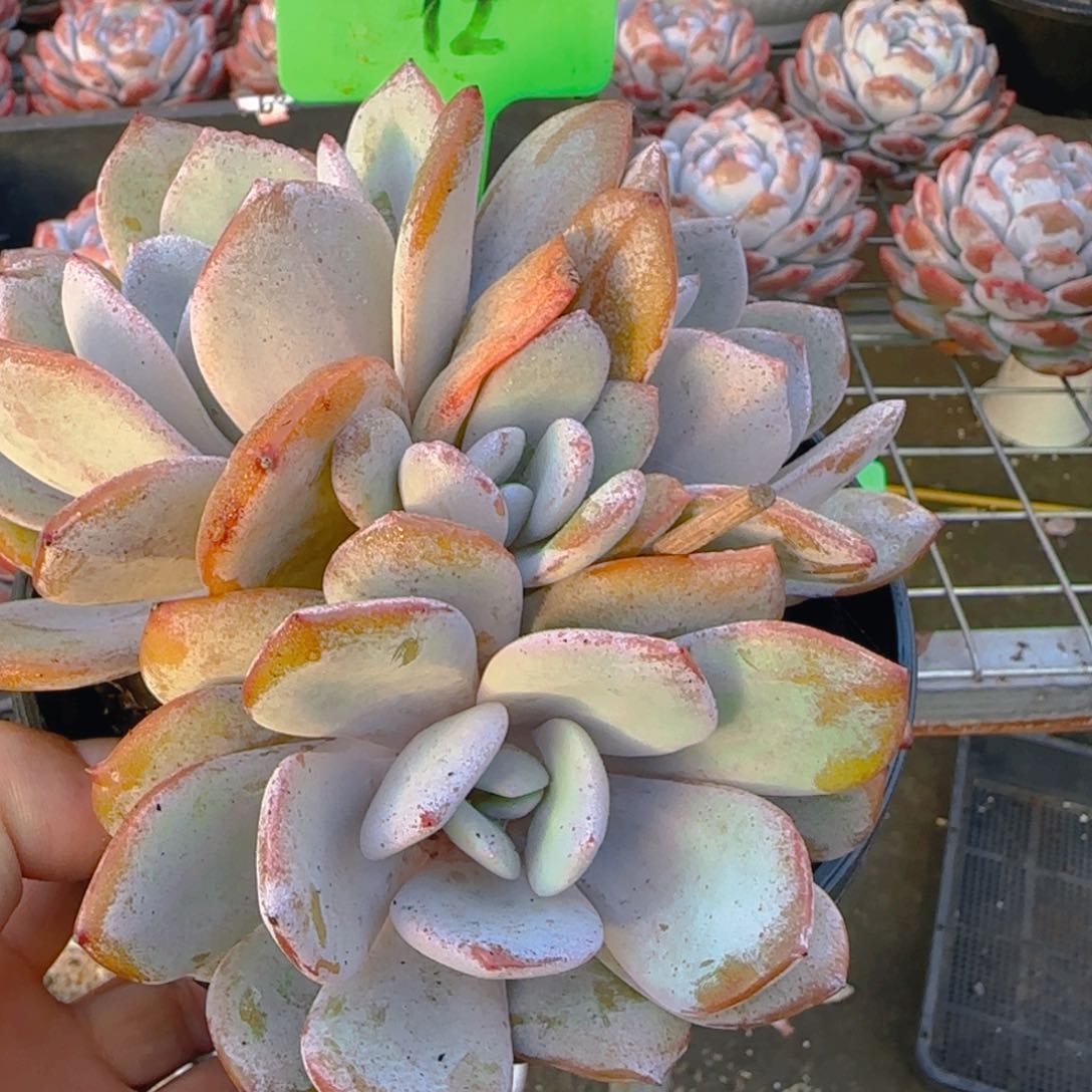 组合套餐编号12号