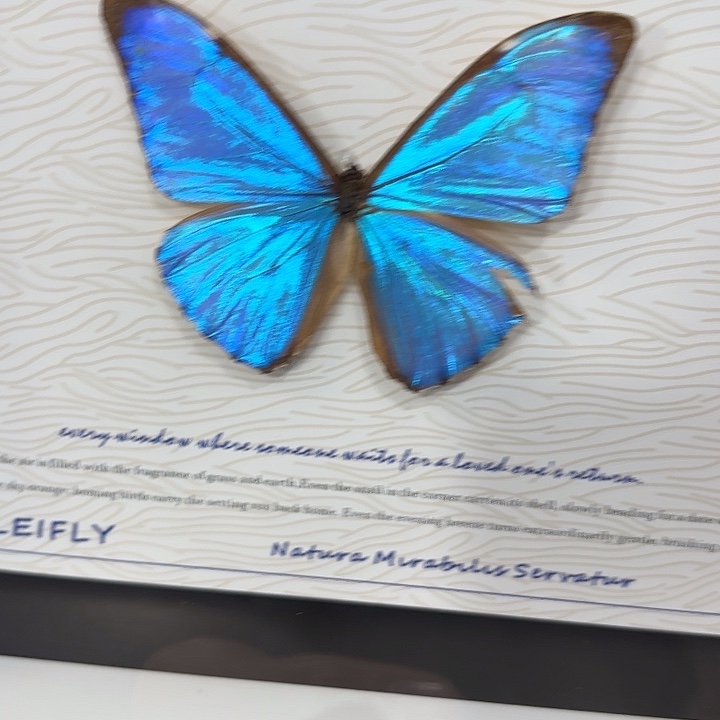 太***姐蝴蝶标本定制137@