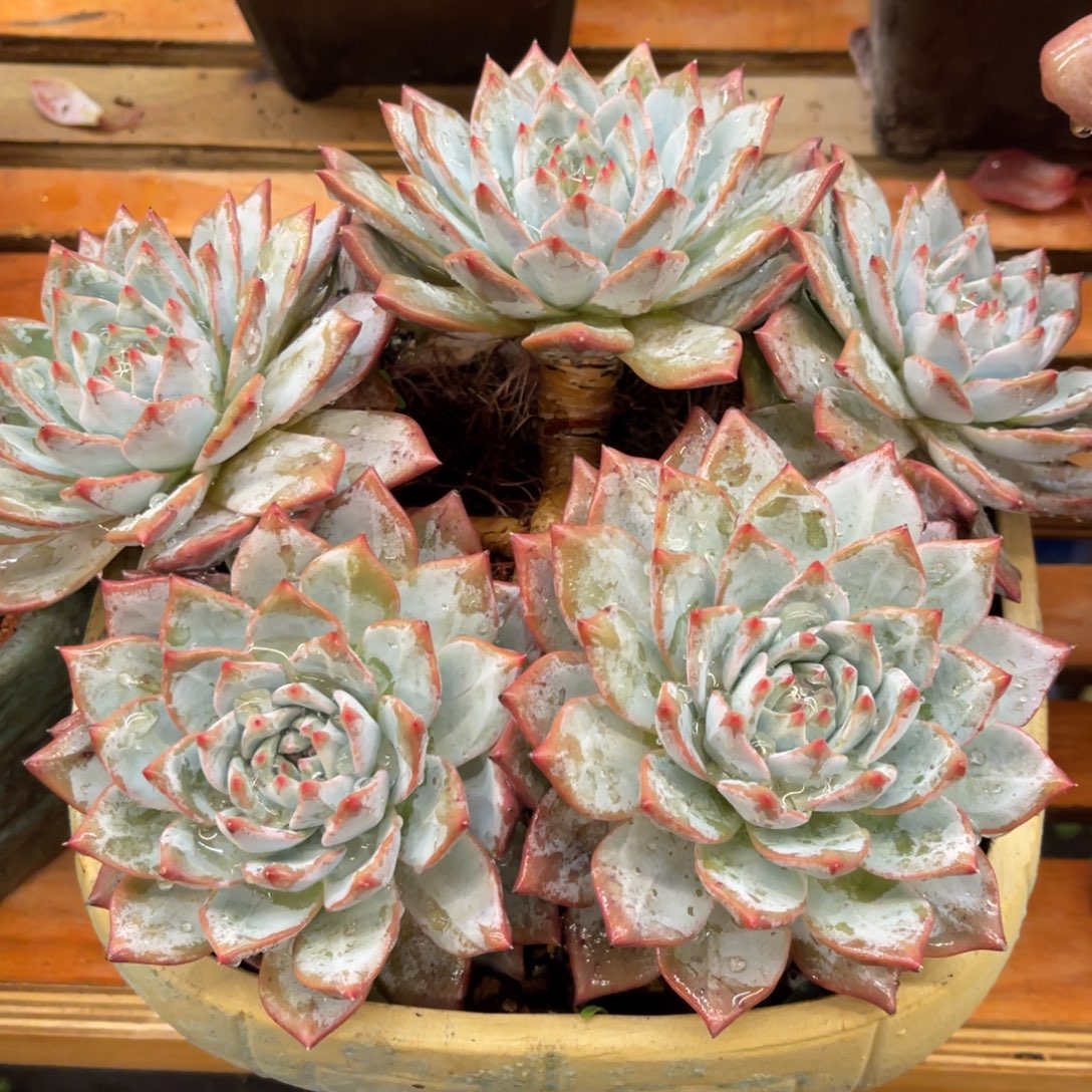 *****8386833853538338383886